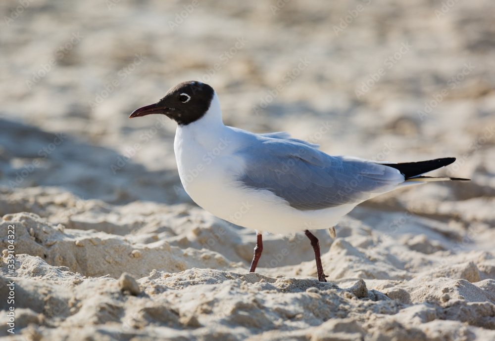 Seagulls sitting on the beach, searching for food. Selective focus. Seagulls sitting on the beach, searching for food. Selective focus.