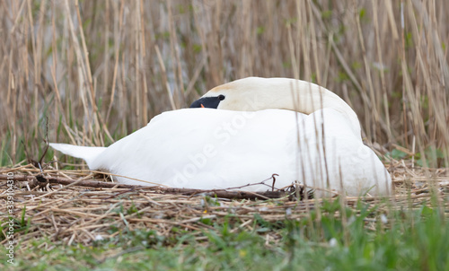 Fototapeta Naklejka Na Ścianę i Meble -  White swan on a nest