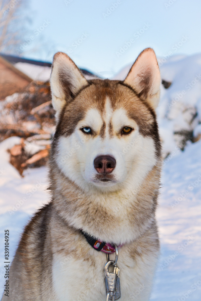 Red serious husky sitting and looking straight different eye color
