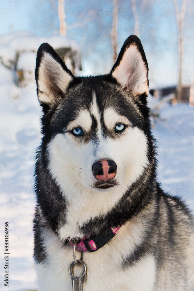 Black and white husky portrait looking straight blue eyes in winter