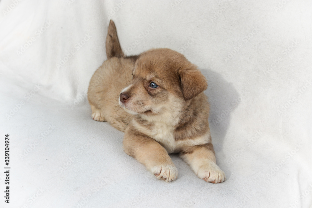 Adorable little brown puppy dog lie on white background with blue eyes