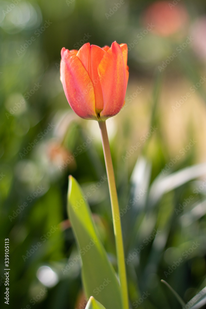 closeup of purple  and orange tulips on green leaves background
