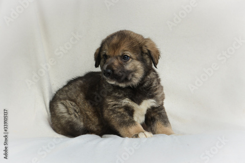 Adorable little brown puppy dog lie on white background