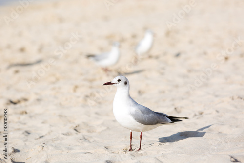 Seagulls sitting on the beach, searching for food. Selective focus.