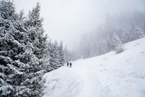 people go to the mountains fir-tree, winter fog © ddobro