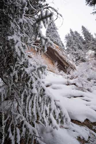 stone in the mountains between the pines photo