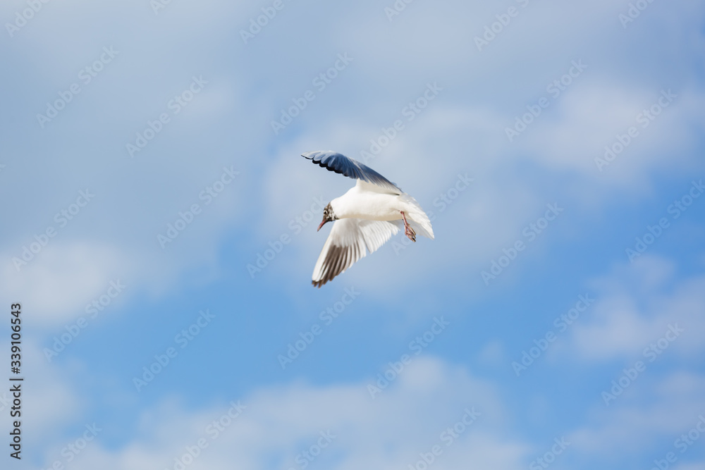 Seagull in flight against a blue sky, ascending with wings spread Seagull in flight against a blue sky, ascending with wings spread