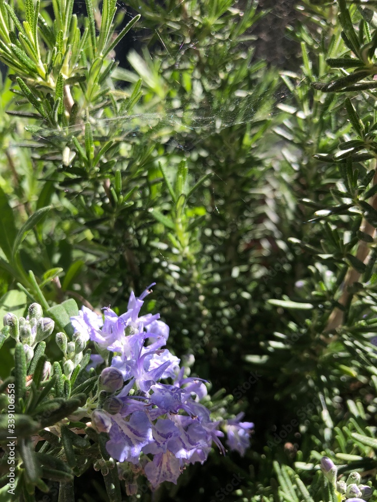 Obraz premium lavanda e rosmarino