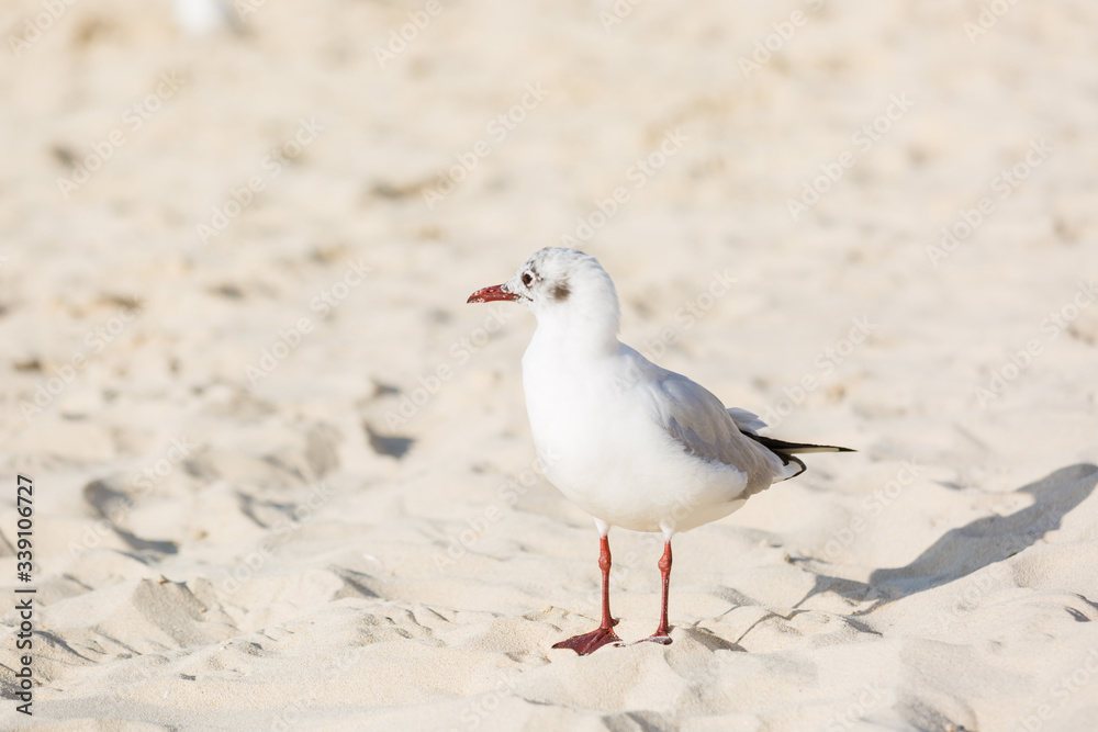 Seagulls on the beach in Hermosa watching the waves break on the shore waiting for food Seagulls on the beach in Hermosa watching the waves break on the shore waiting for food
