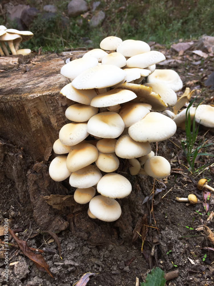 mushrooms on a tree mushrooms on a tree
