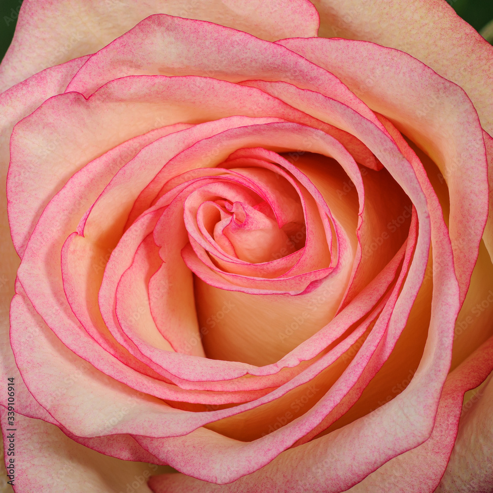 Beautiful closeup pink rose flower. Elegance rose macro.