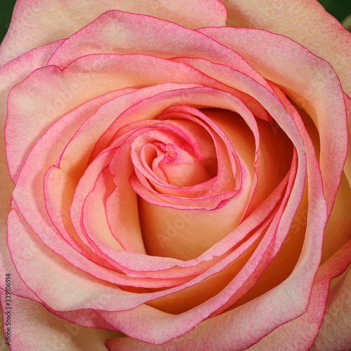 Beautiful closeup pink rose flower. Elegance rose macro.