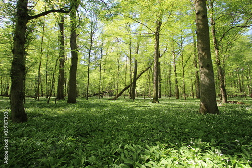 wildes Bärlauch Feld im Wald