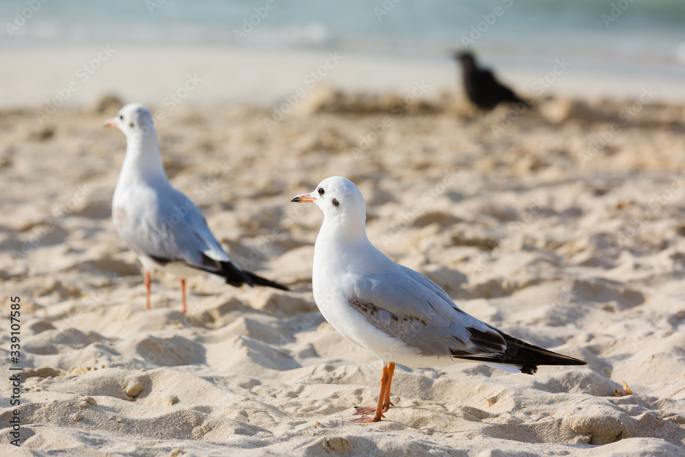 Seagulls on the beach in Hermosa watching the waves break on the shore waiting for food Seagulls on the beach in Hermosa watching the waves break on the shore waiting for food