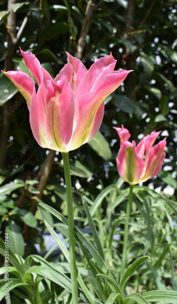 sun bathed tulips