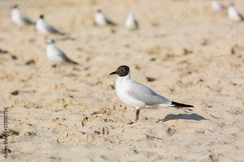 Seagulls on the beach in Hermosa watching the waves break on the shore waiting for food