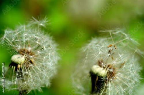 Pusteblumen mit abfliegenden Samen