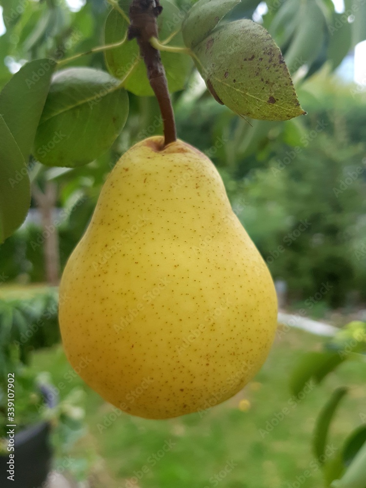 Pear Williams Christ Pear Williams Christ