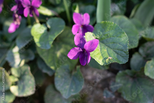 close up of Violets in full bloom in spring