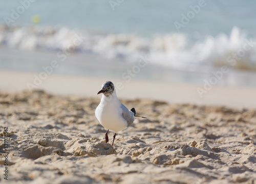 Seagulls on the beach in Hermosa watching the waves break on the shore waiting for food