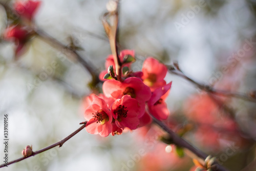 branch with pink peach blossoms blooming in spring