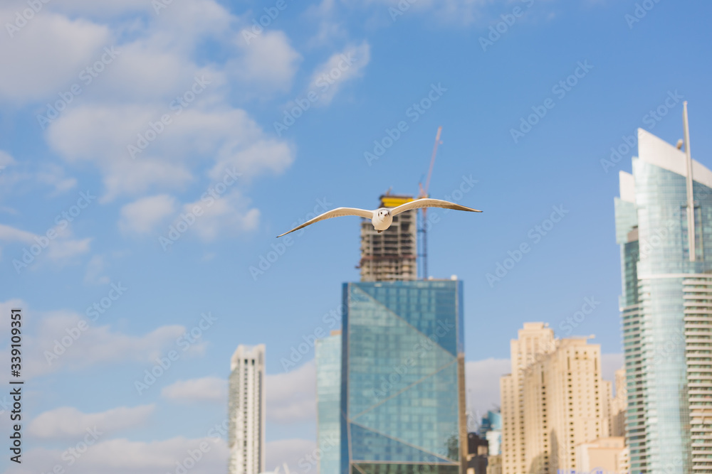 Naklejka premium Seagulls in flight against the background of the sights of the old city, Charles Bridge and view to Vltava River, Prague Castle, Prague, Czech Republic.