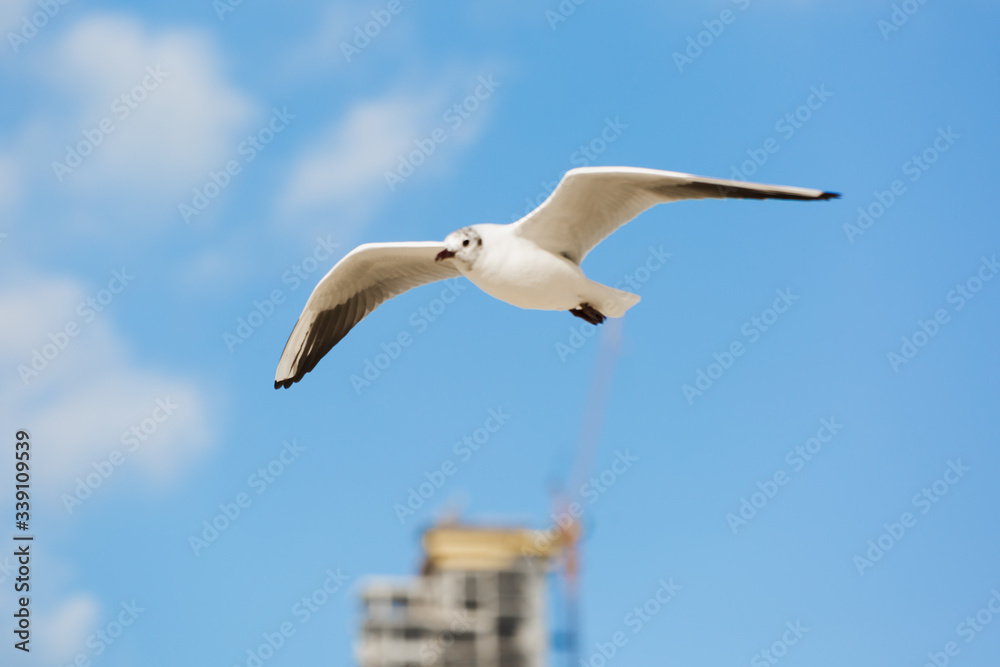 Seagull in flight against a blue sky, ascending with wings spread Seagull in flight against a blue sky, ascending with wings spread