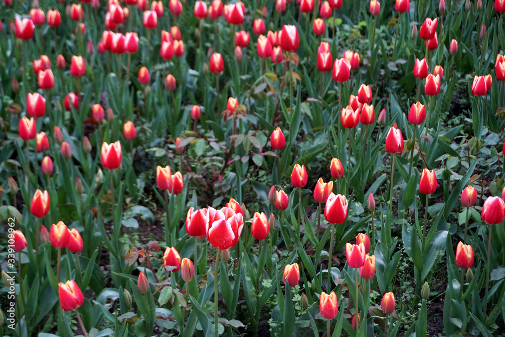 Blossom red tulips with green leaves in the field Blossom red tulips with green leaves in the field