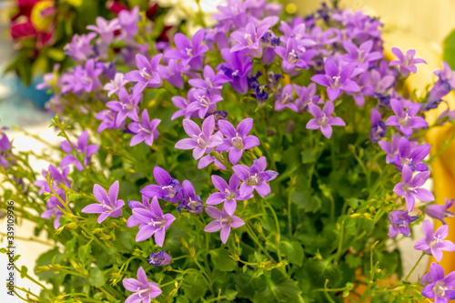 A beautiful bouquet of small purple flowers. Purple bluebells  green leaves