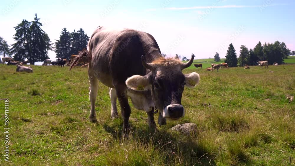 gray cow with horns and bell graze peacefully on a alpine meadow gray cow with horns and bell graze peacefully on a alpine meadow