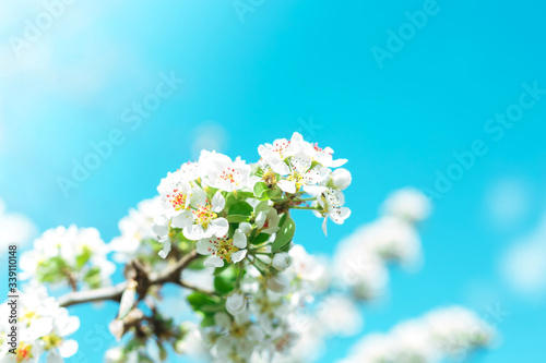 Branches of blossoming cherry against background of blue sky on nature outdoors. Cherry flowers, dreamy romantic. Spring banner with copy space.
