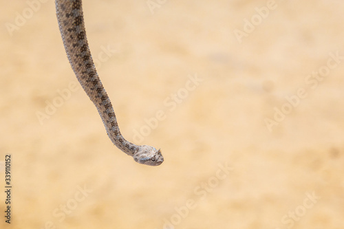 Closeup view horizontal photography of snake on desert sand background.