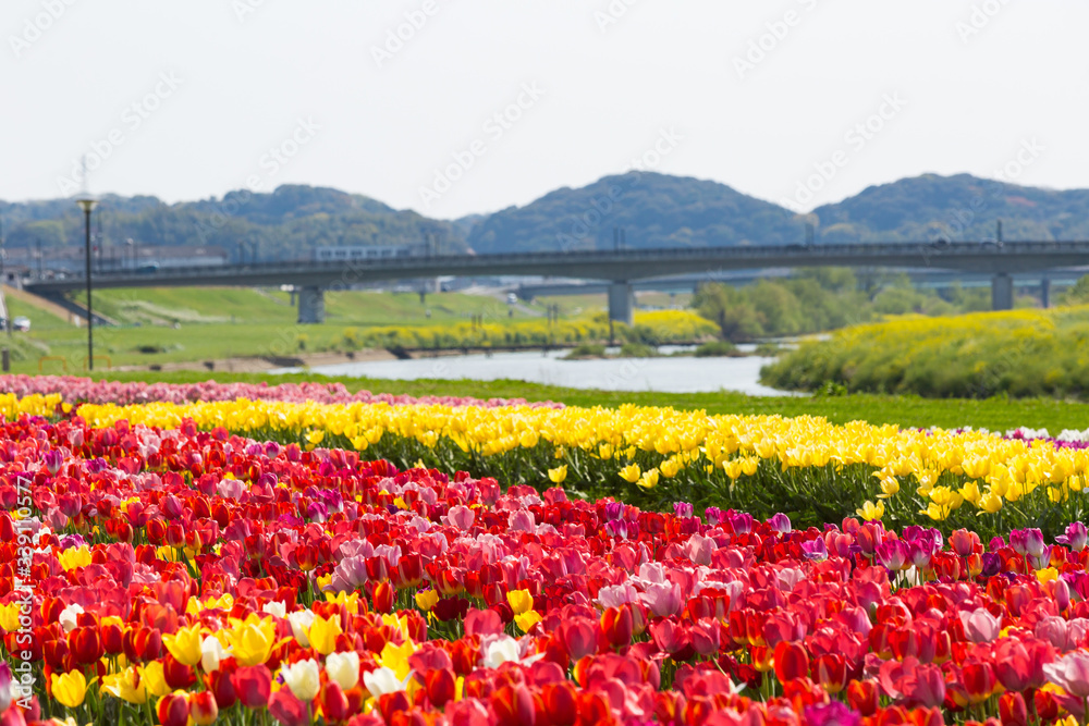 遠賀川河川敷のチューリップ 福岡県直方市 遠賀川河川敷のチューリップ 福岡県直方市