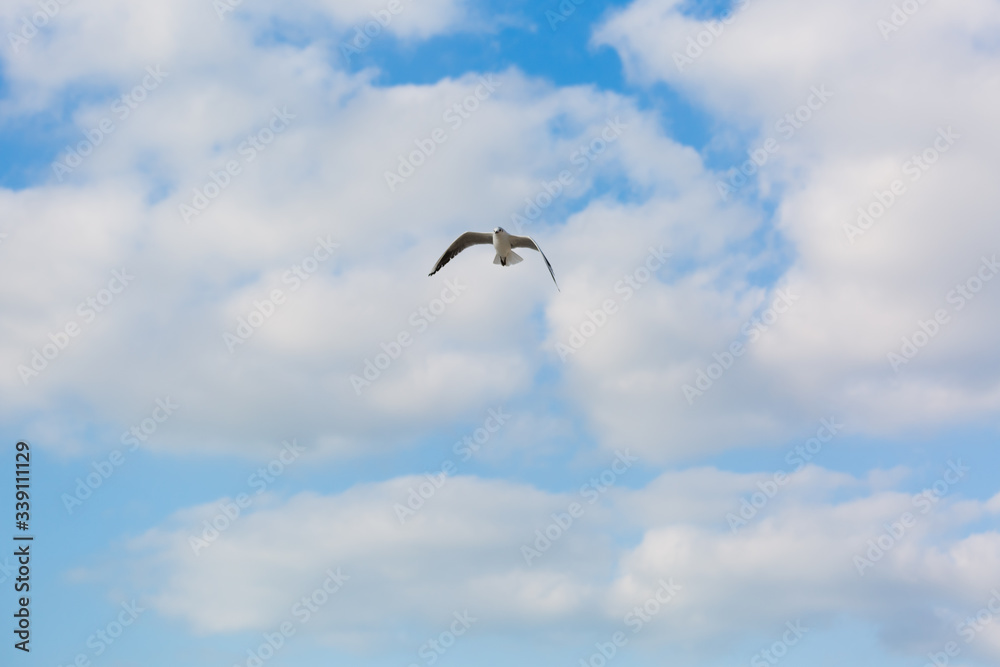 Seagull in flight against a blue sky, ascending with wings spread Seagull in flight against a blue sky, ascending with wings spread