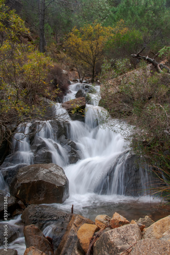 Fototapeta premium sierra Bermeja es un bosque mediterráneo en el sur de España, Andalucía 