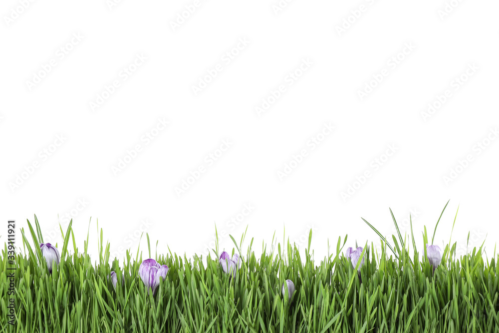 Naklejka Fresh green grass and crocus flowers on white background. Spring season