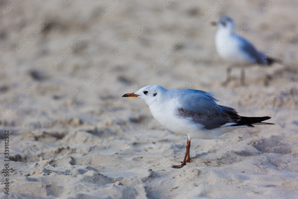 Seagulls on the beach in Hermosa watching the waves break on the shore waiting for food Seagulls on the beach in Hermosa watching the waves break on the shore waiting for food