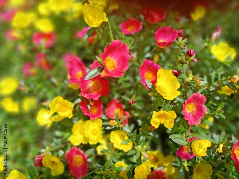 yellow and red flower petals that grow in front of the house