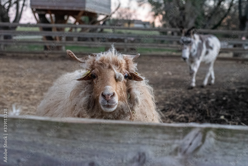 Fototapeta premium Mouton à poil long et âne