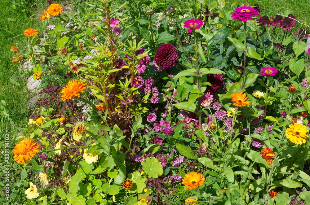 Flowerbed with beautiful flowers in the summer garden