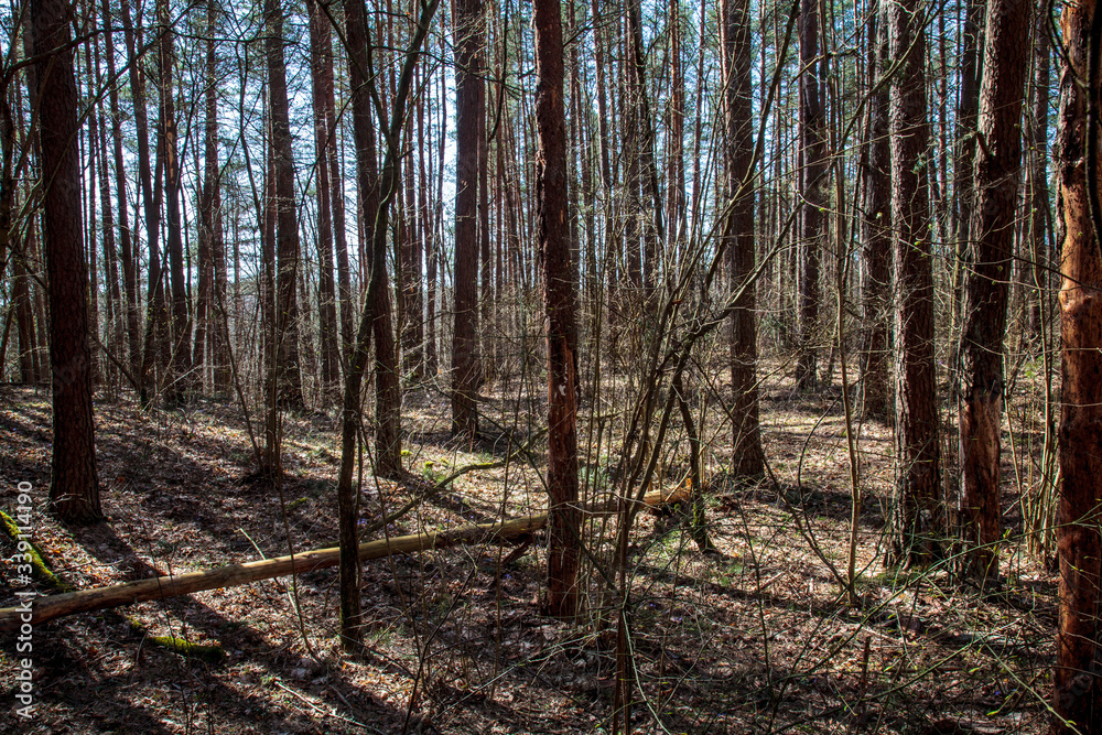 Forest in spring Forest in spring