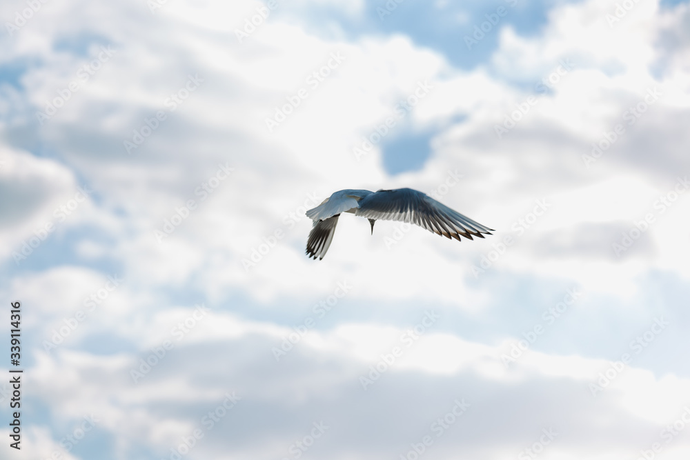 Seagull in flight against a blue sky, ascending with wings spread