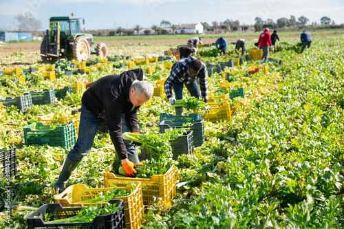 Photographie Group of men gardeners picking harvest of fresh celery to crates