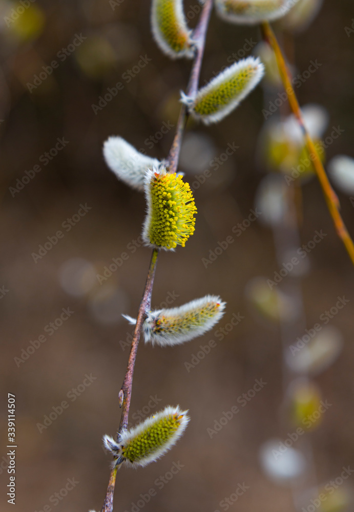 Flowering pussy-willow branches with catkins in nature Flowering pussy-willow branches with catkins in nature