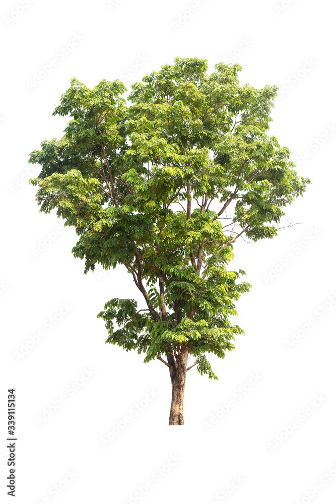 Fototapeta premium The tree looks beautiful, isolated on a white background.