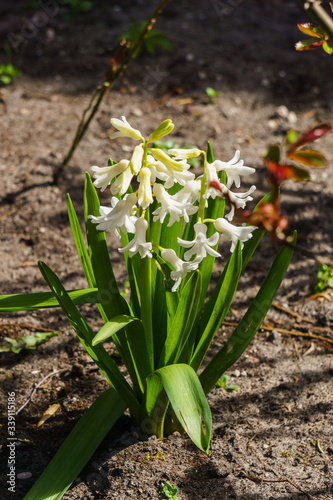 Lovely white-colored hyacinths in a spring garden.