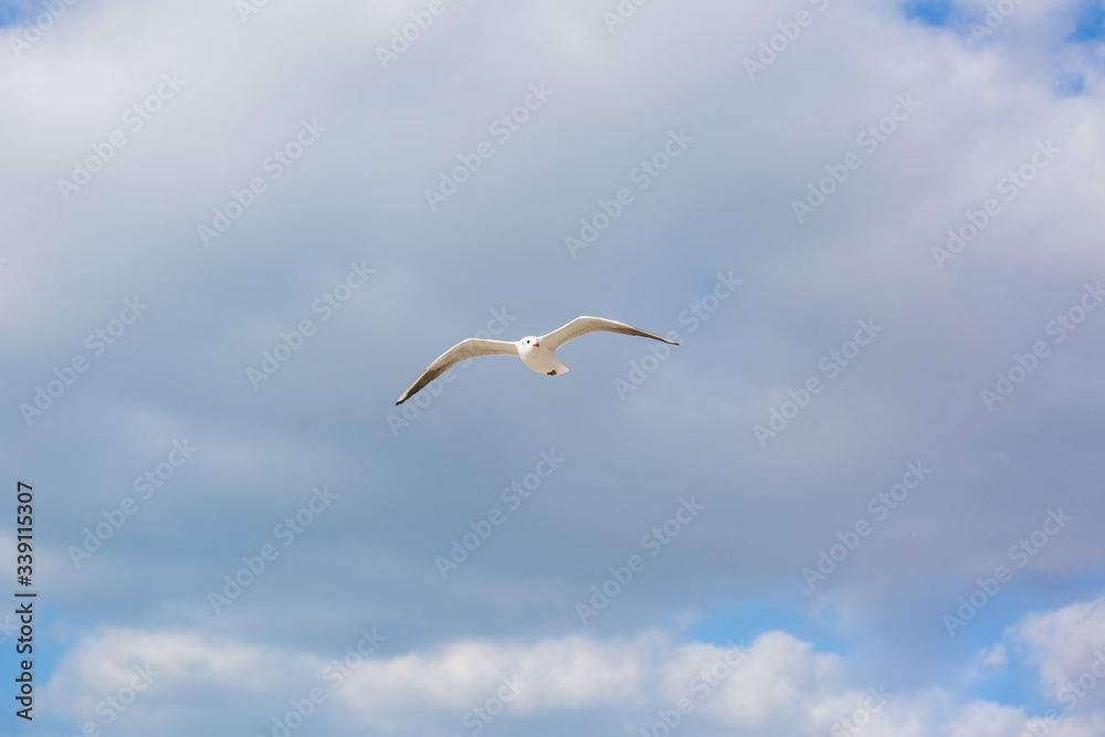 Seagull in flight against a blue sky, ascending with wings spread Seagull in flight against a blue sky, ascending with wings spread