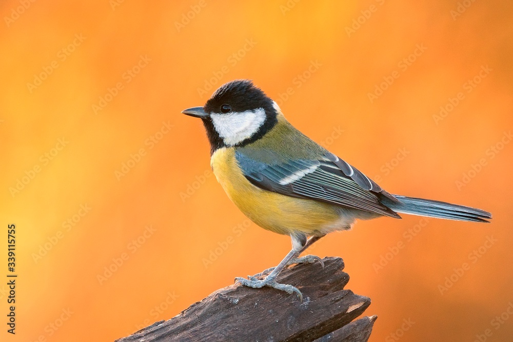 Obraz premium Great Tit bird sitting on old wood at sunset. In forest ,closeup. Looking for food. Genus species Parus major.