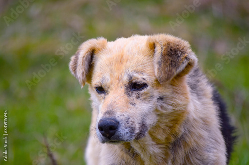 An old dog with a sad look