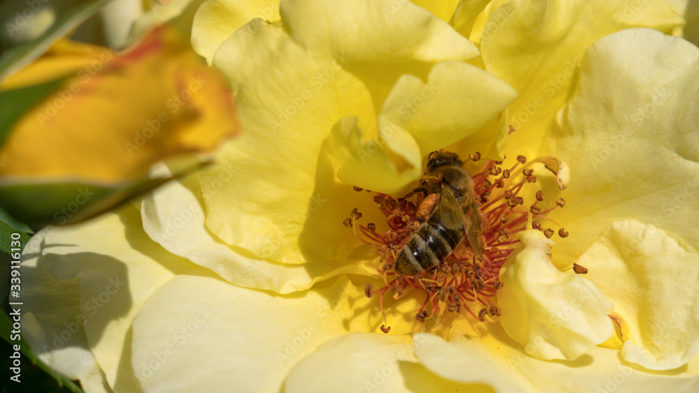 Fototapeta premium bee on yellow flower on a sunny day